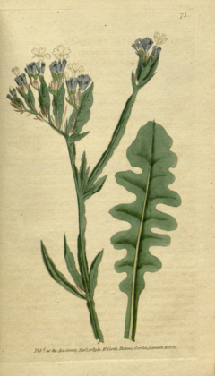 Archivo:The Botanical Magazine, Plate 71 (Volume 2, 1788)