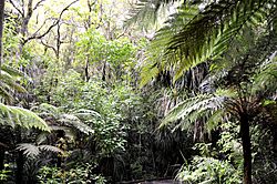 Archivo:The jungle inside Waipoua Forest