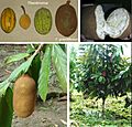 Theobroma fruits and Theobroma grandiflorum - Spanish labels (calabaza -amphisarca)