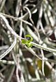 Tillandsia usneoides flower (Scott Zona) 001