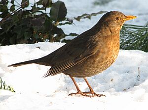 Archivo:Turdus merula female (d1)