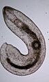 Typhloplanida