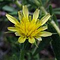 Uropappus lindleyi2