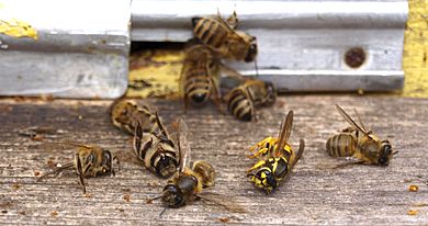 Archivo:Wasp attack