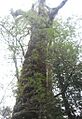 Weinmannia trichosperma-copa