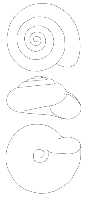 Archivo:Zonitoides nitidus drawing