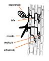 485px-Arbuscular mycorrhiza cross-section-es