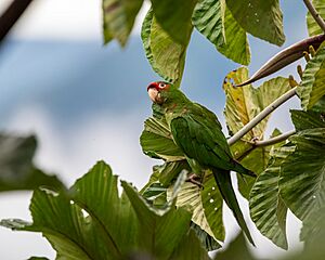 Archivo:ARATINGA