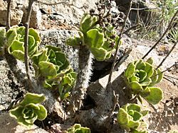 Aeonium smithii PICT3223.jpg
