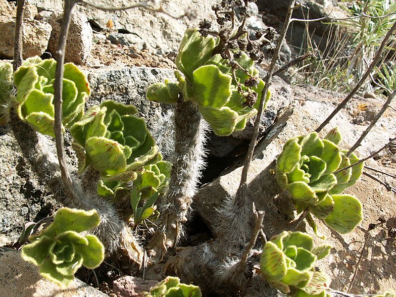 Aeonium smithii PICT3223