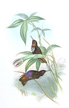 Archivo:Aglaeactis castelneaui - Gould
