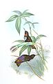 Aglaeactis castelneaui - Gould