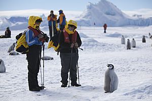 Archivo:Aptenodytes forsteri -Snow Hill Island, Antarctica -juvenile with people-8