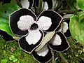 Asarum maximum2
