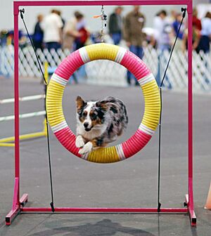 Archivo:Australian Shepherd agility cropped