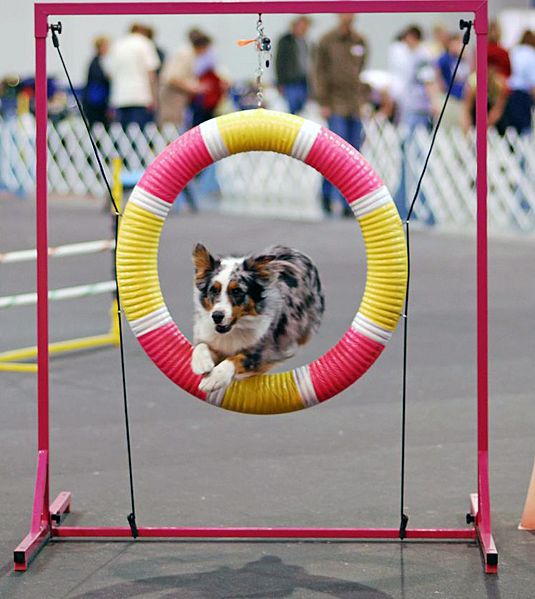 Australian Shepherd agility cropped