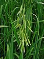 Avena sativa 002