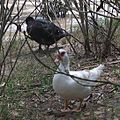 Avifauna - río Guadaíra