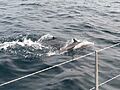 Avistamiento de delfines en el distrito de Los Órganos, talara- Piura