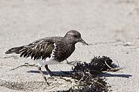 Archivo:Black Turnstone in non-breeding plumage