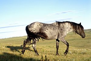 Archivo:Blue-Moon-Roan-Nokota-Stallion