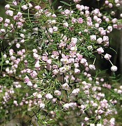 Boronia muelleri.jpg