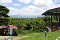 Bosque de guadua en el Parque del Cafe-Colombia