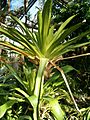 Brocchinia micrantha Habitus BotGardBln091006