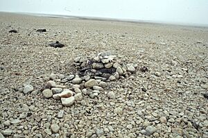 Archivo:Cairn where Schwatka's note was found in 1989 at Cape Felix, King William Island