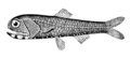 California headlightfish