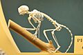Callithrix pygmaea Skeleton