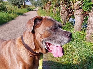 Archivo:Cane corso fawn