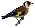 Carduelis carduelis 2