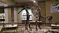 Carnegie Corythosaurus