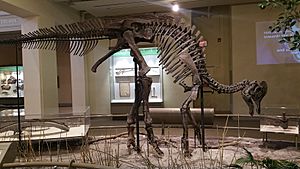 Archivo:Carnegie Corythosaurus