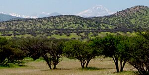 Archivo:Chile, Región Metropolitana, Sabana mediterránea (28136853560)