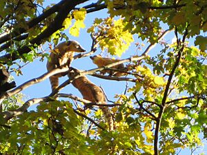 Archivo:Coati Zoo Berlin