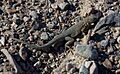 Common Side-blotched Lizard