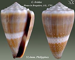 Conus lividus 2.jpg