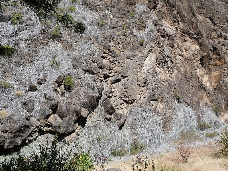 Cynanchum daltonii, Chã das Caldeiras
