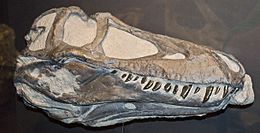 Archivo:Daspletosaurus juvenle