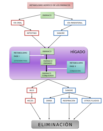Archivo:Diagrama Metabolismo hepático svg
