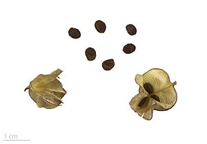 Archivo:Dioscorea pyrenaica MHNT.BOT.2016.24.50