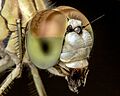 Diplacodes trivialis hembra
