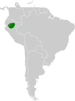 Distribución geográfica del hormiguerito del Yasuní.