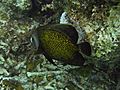 French Angelfish