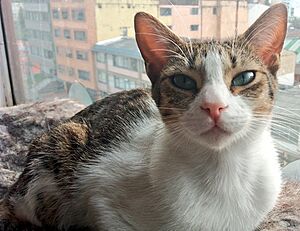 Archivo:Gato doméstico hembra de un año de edad