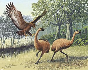 Archivo:Giant Haasts eagle attacking New Zealand moa