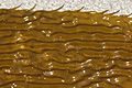 Giant Kelp - Macrocystis pyrifera (29296895168)