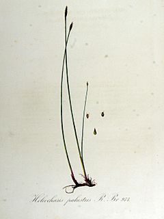 Archivo:Heleocharis palustris — Flora Batava — Volume v13